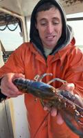 Multi-colored half-male, half-female lobster caught by Maine TikTok star