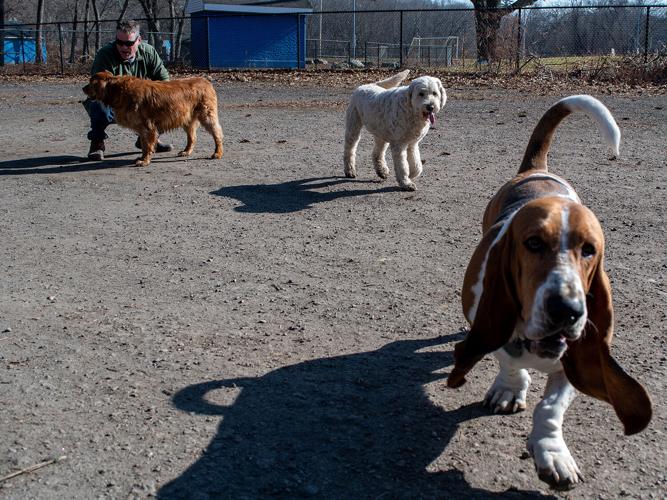 Pups in the park