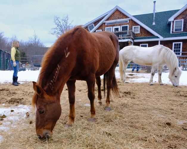 Happy horses