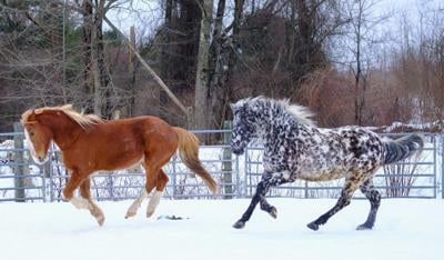 On a farm in Meredith, they’re taming the wild mustang